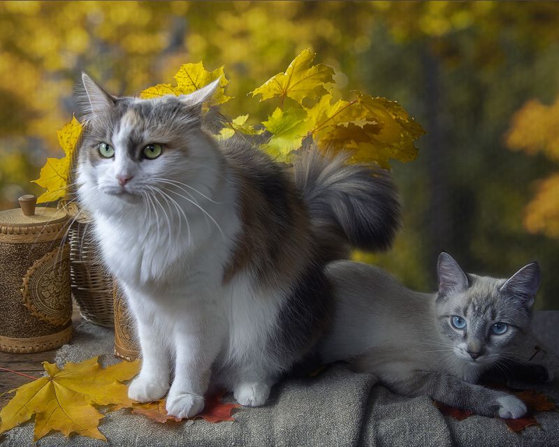 осень, осенние листья, котики, домашние животные, питомцы Осенние котики фото превью