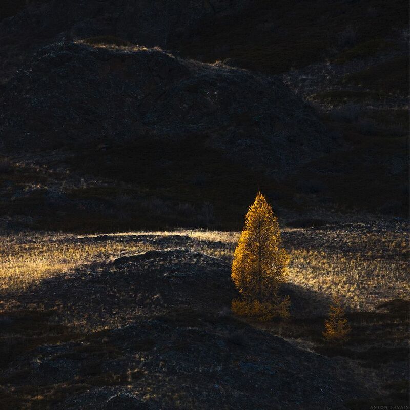 Золото Алтая фото превью