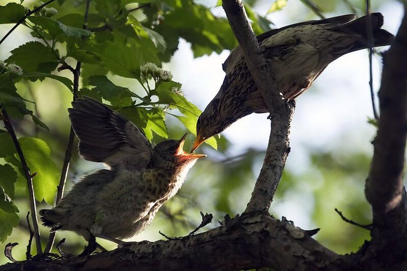 птица, дрозд лучик счастья фото превью