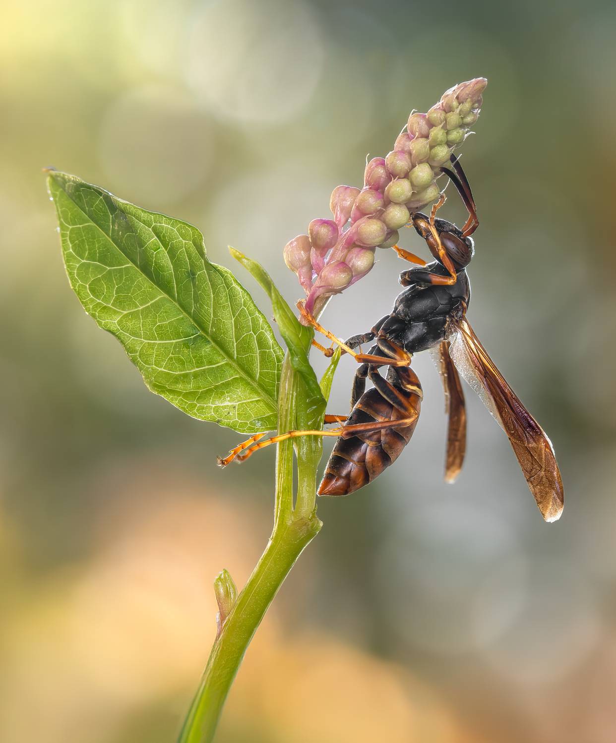 wasp, insect, macro, nature, wild, insects, bee,, Atul Saluja