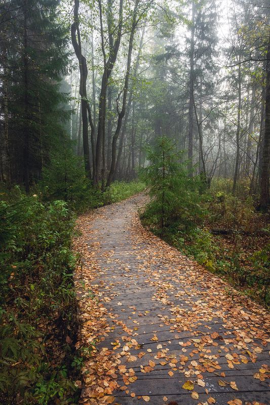 пермский край, пейзаж, рассвет, красота природы, поле, лес, туман, утро, осень Лесная тропинка фото превью