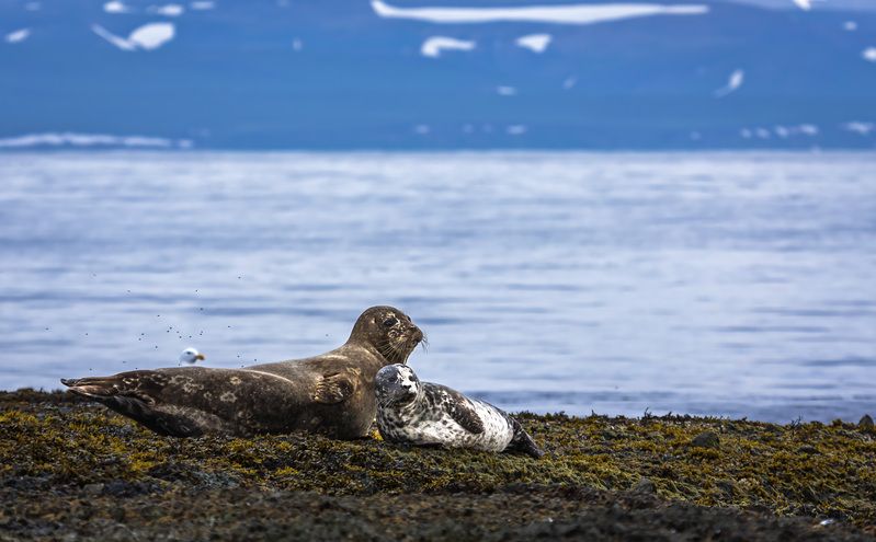 тюлени, антуры, морские млекопитающие, остров беринга Антуры фото превью