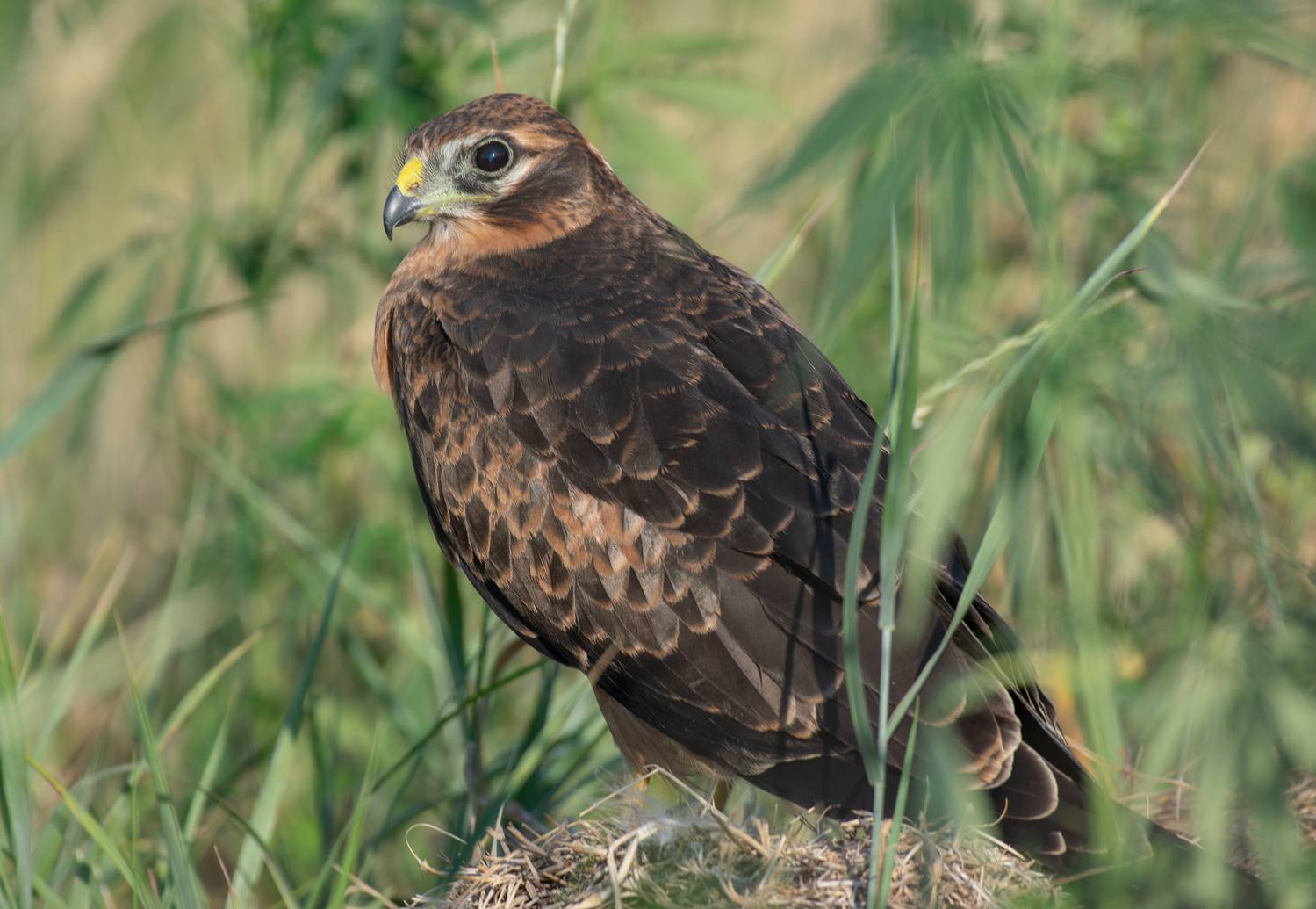 , Алексей Савельев