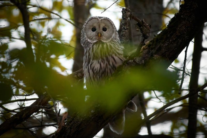 Длиннохвостая неясыть / Ural owl / Strix uralensis фото превью