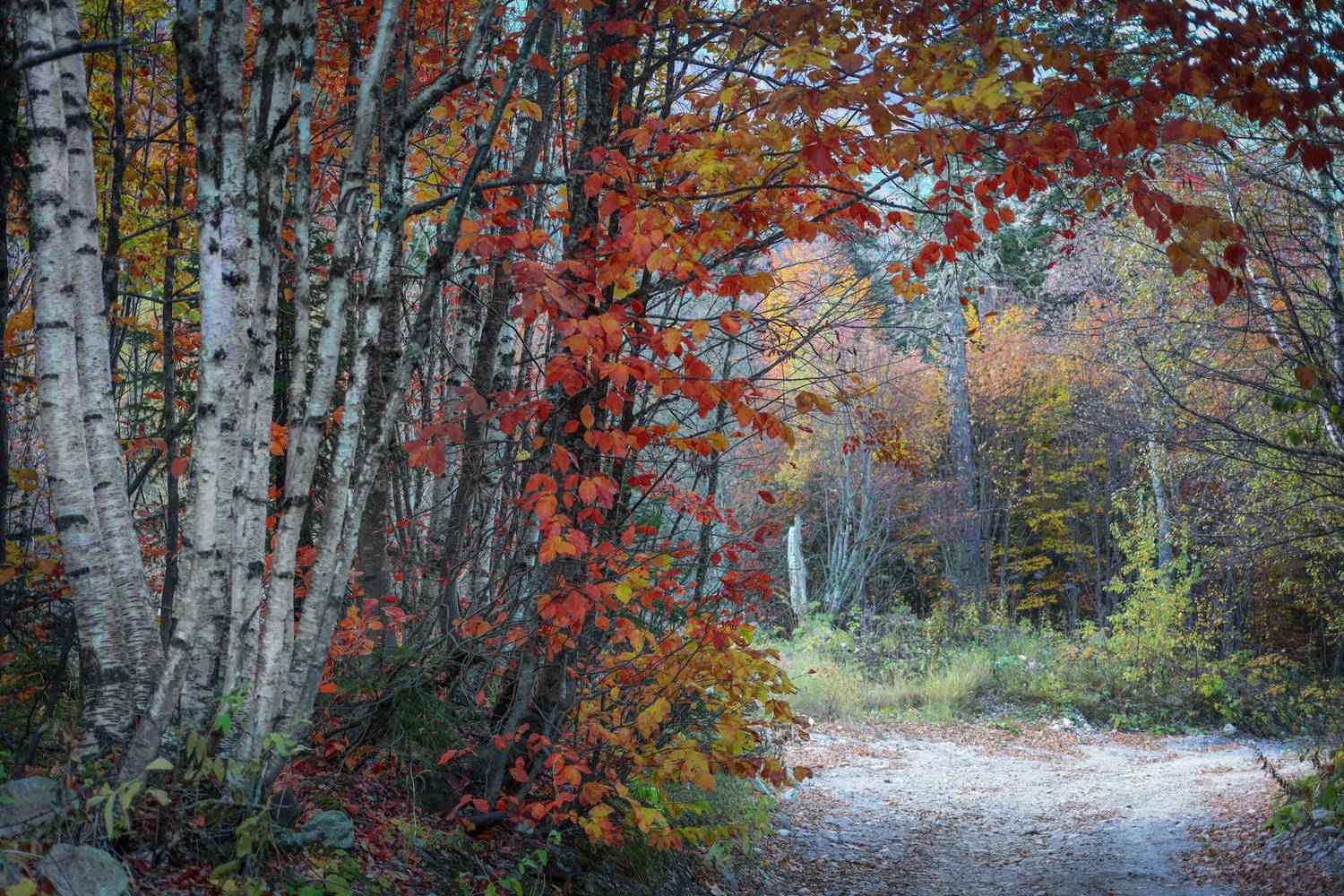 , Игорь Денисов