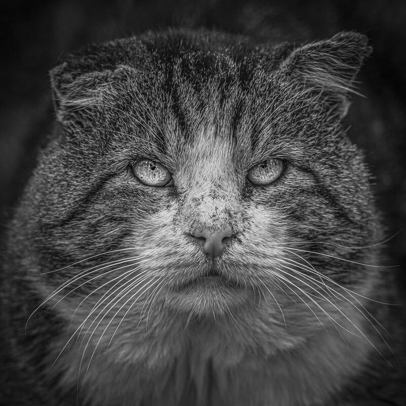 Внимание! Они состоят на учете в Котополиции ! фото превью