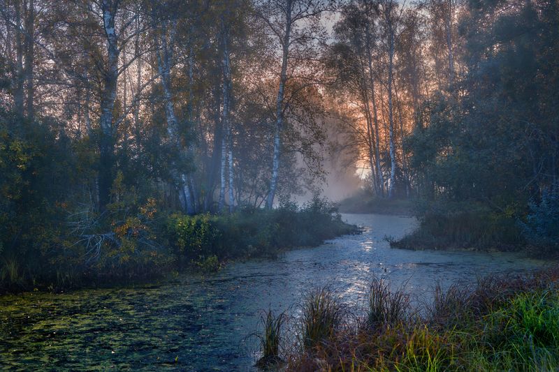 Путаясь в ветвях ... фото превью