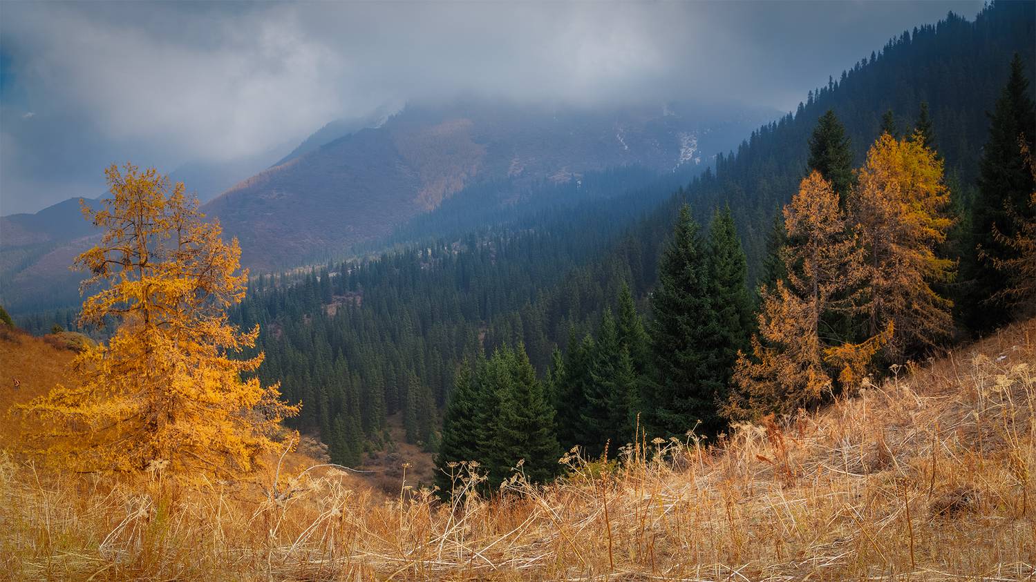 кыргызстан, шамшы, Элина Магалимова