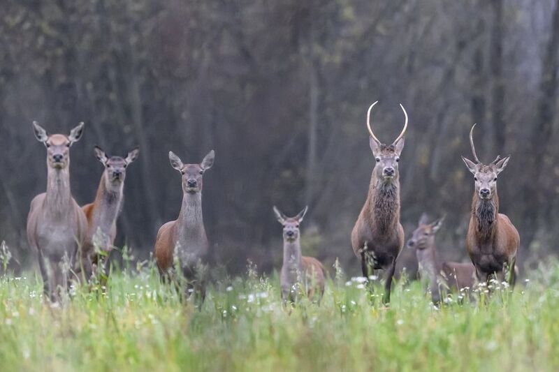 Ты кто? фото превью