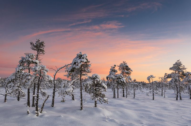 Морозное утро фото превью