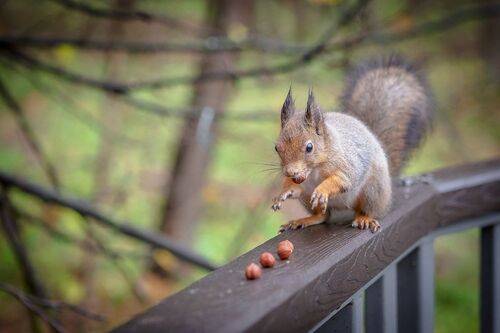 Белка в парке