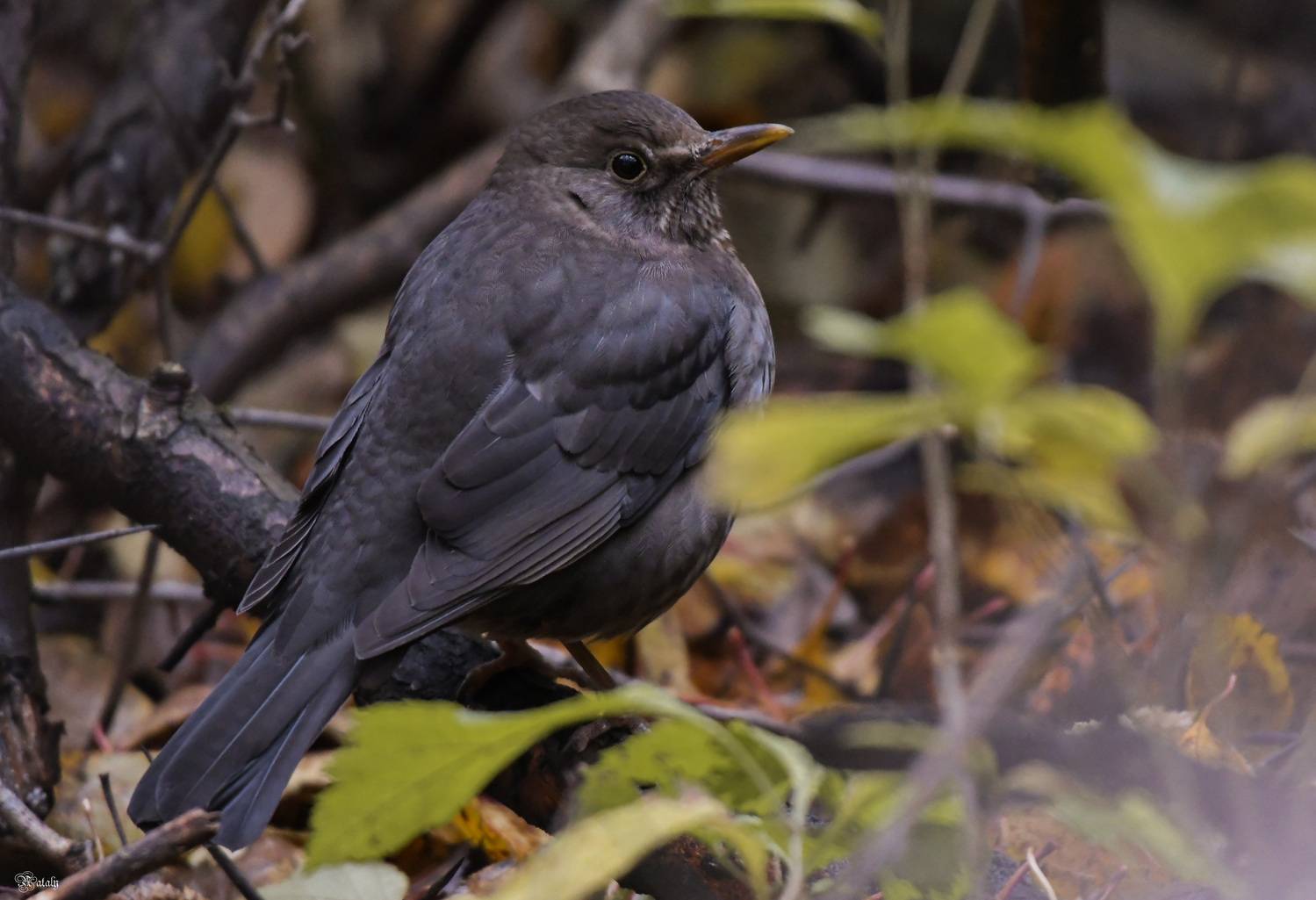 , Наталья Екимова