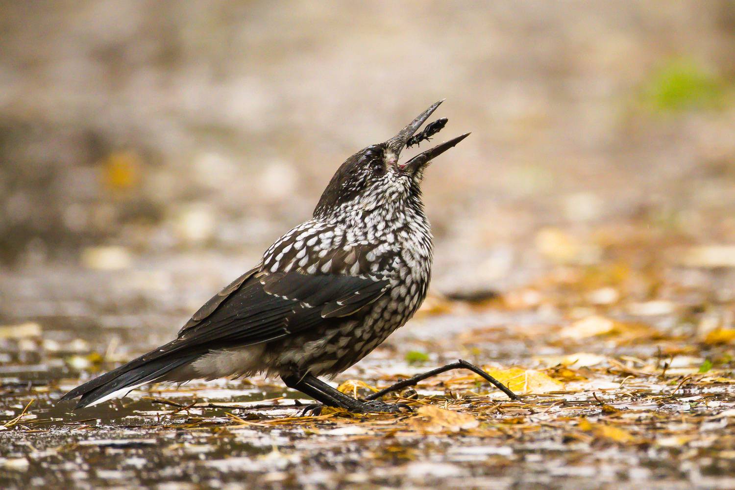 кедровка, Суслов Дмитрий