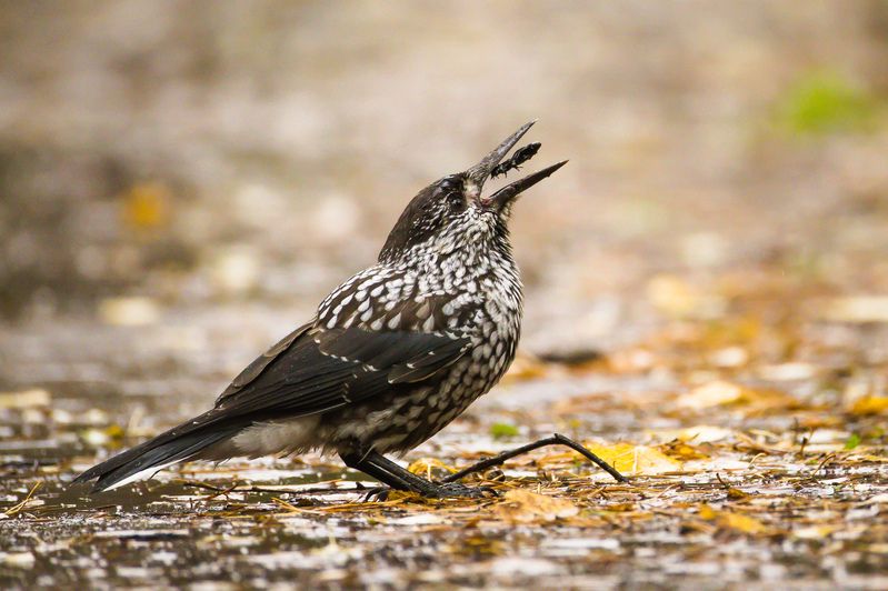 кедровка Кедровка фото превью