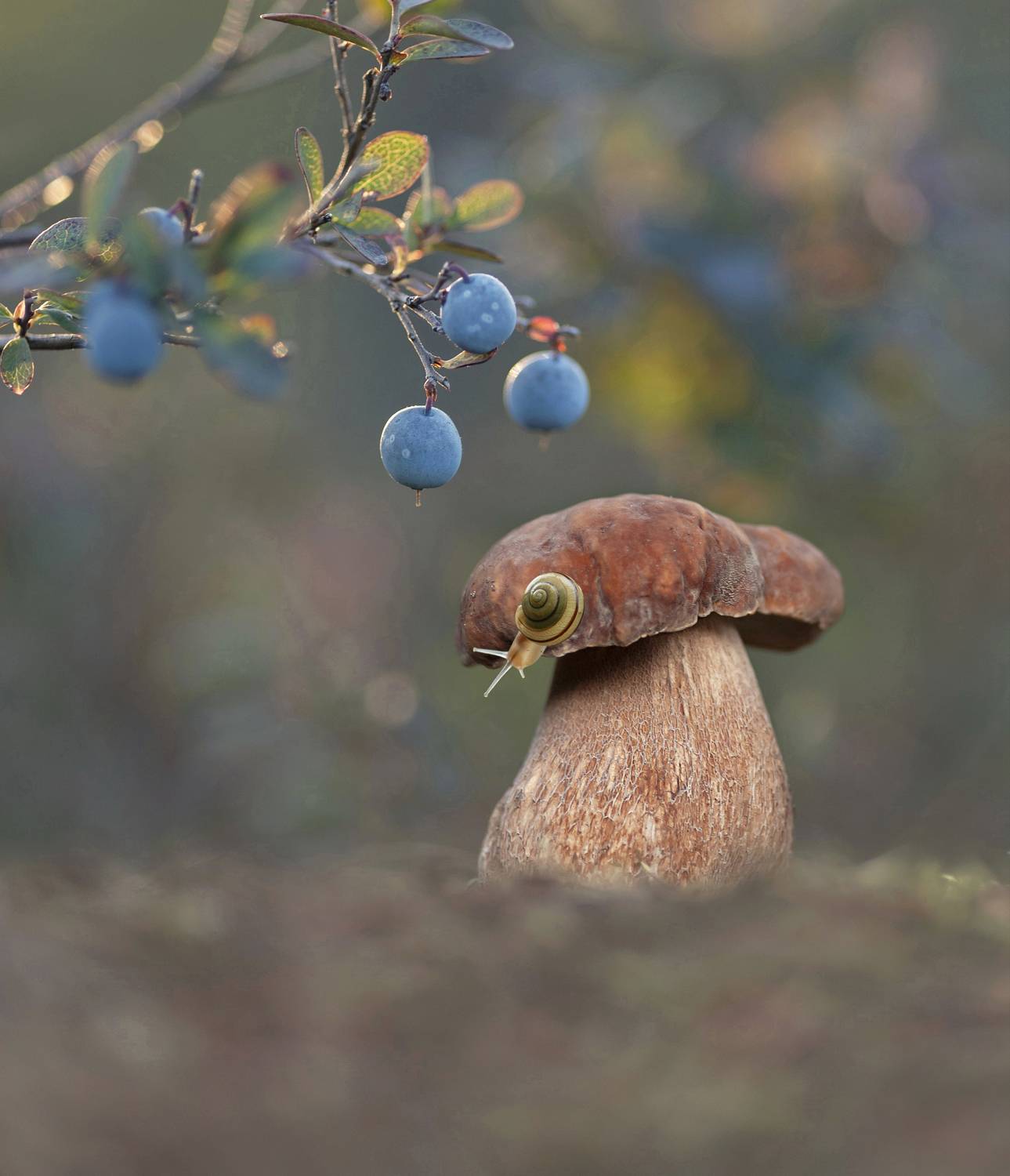 боровик, голубика, улитка, беларусь, Александр Гвоздь