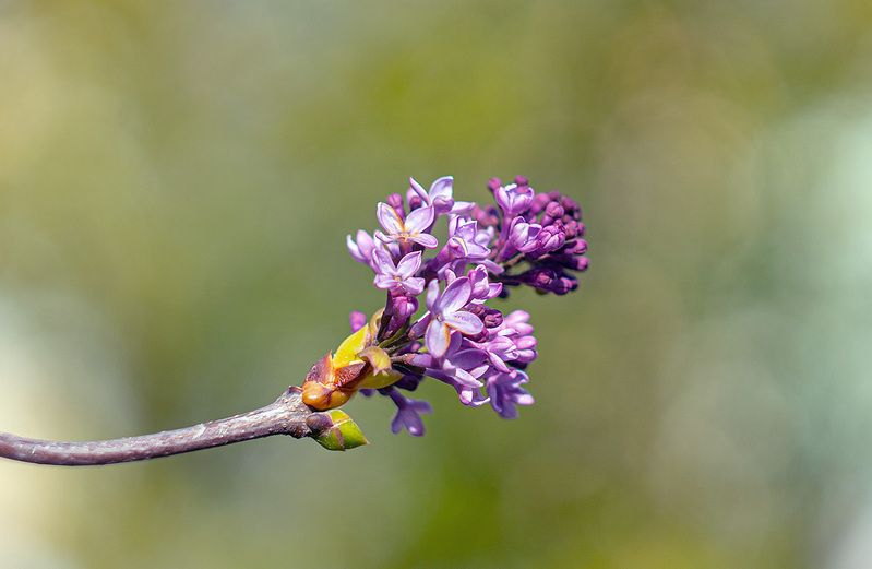 За окном осень и зацвела сирень. фото превью
