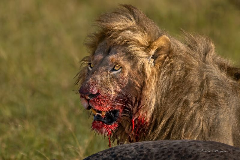 Убивая мы выживаем... фото превью