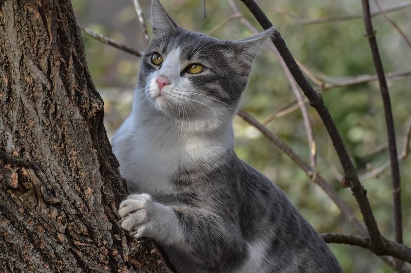 Кот на дереве фото превью