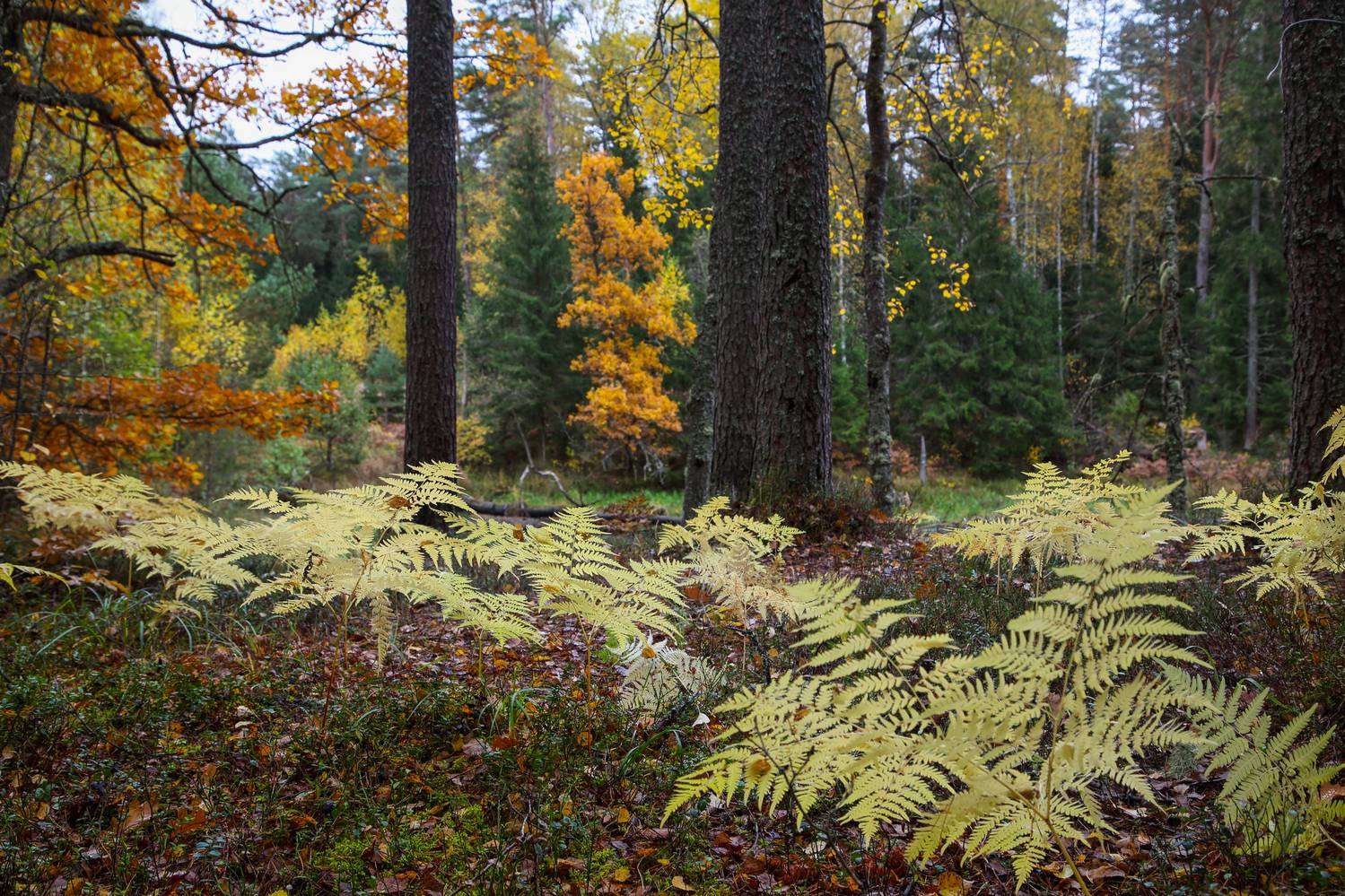пейзаж, , утро, , осень, Мурзинов Виктор
