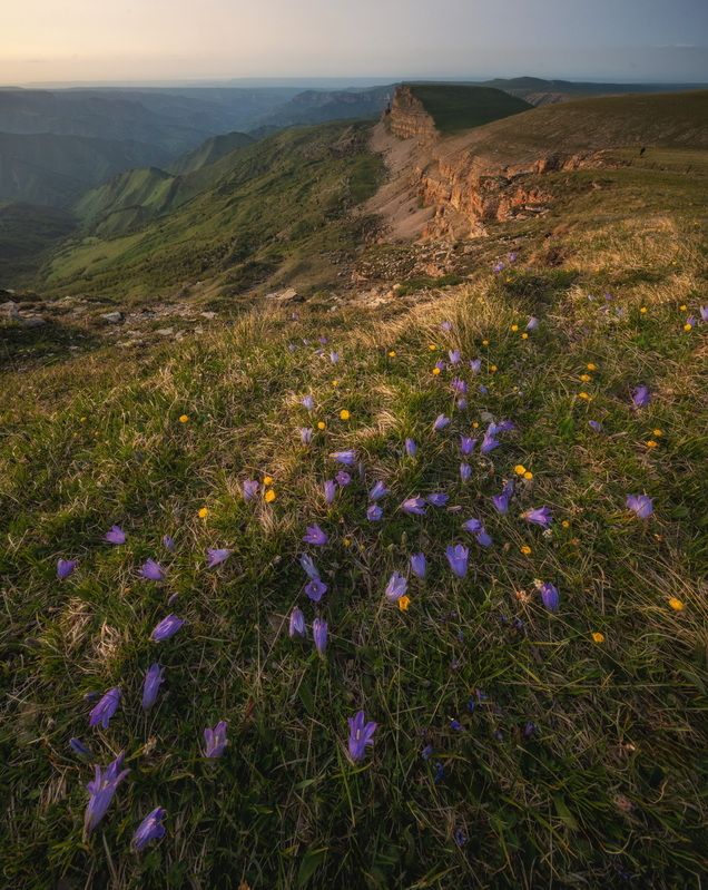 Приэльбрусские цветочки фото превью