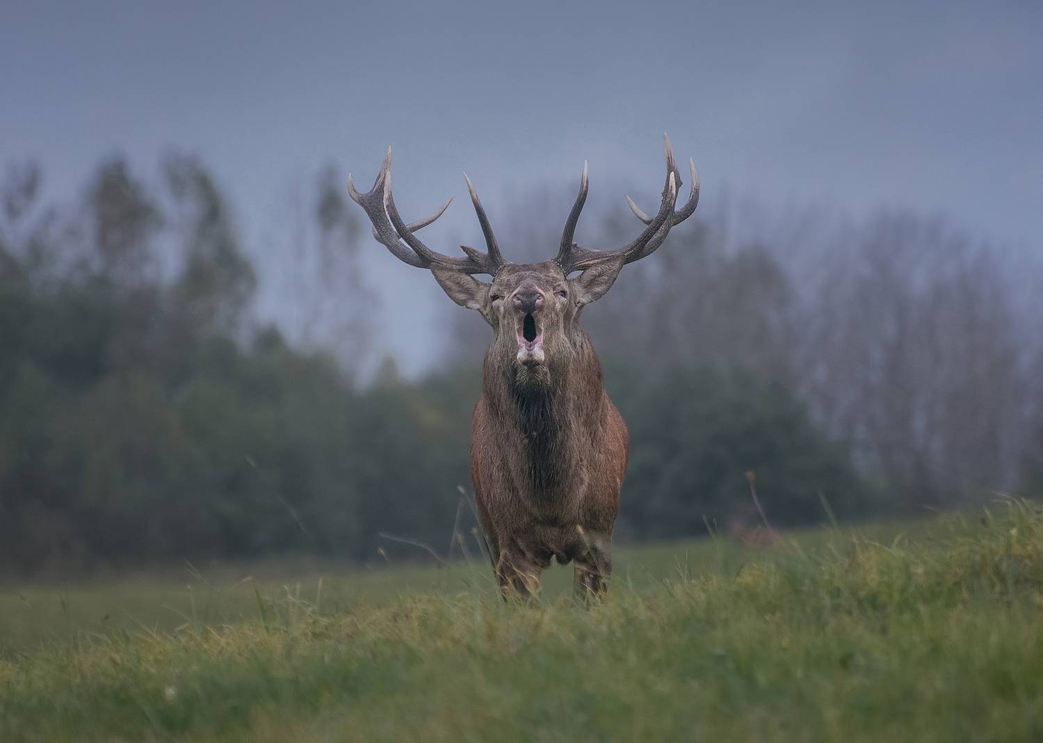 утро олени гон осень, Andrew Kuzmin