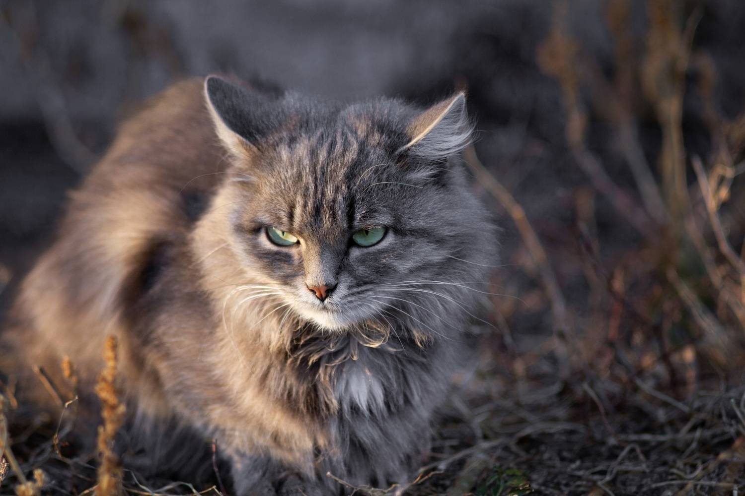 кошка, Александр Канцур