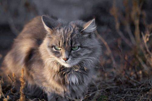 Кошачья грусть.