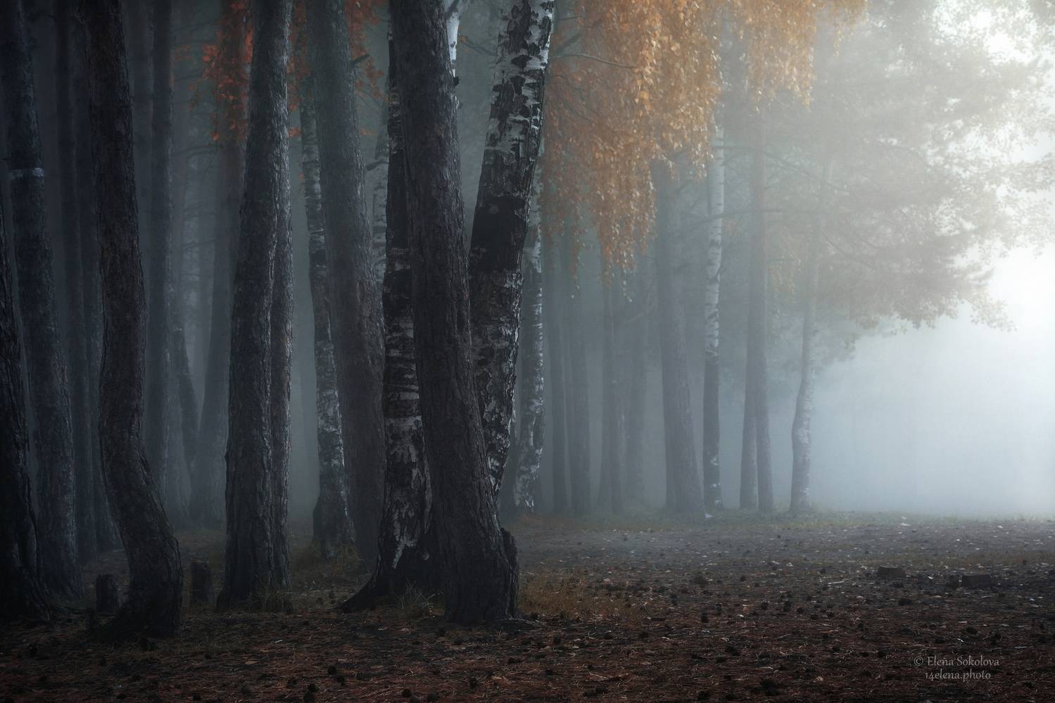 , Елена Соколова