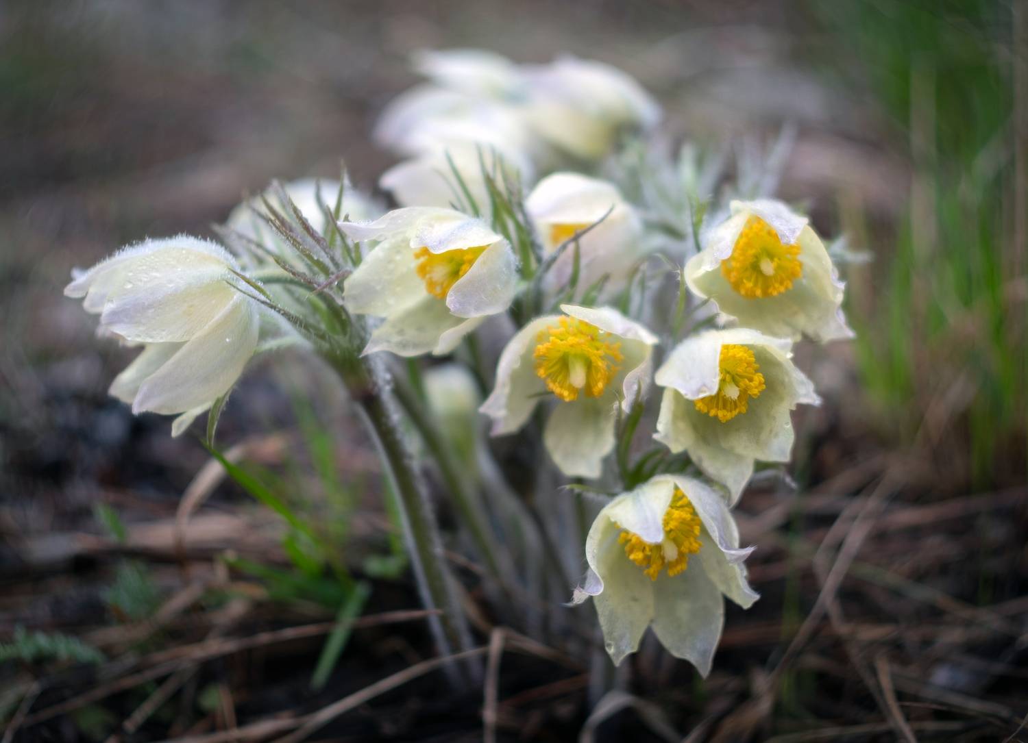 , Коротеев Вадим