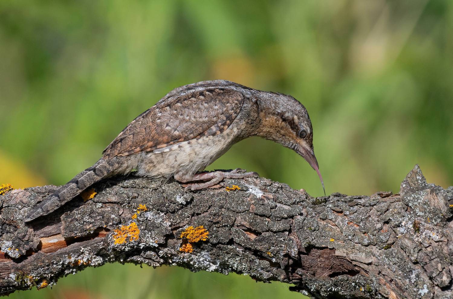 вертишейка, птицы, весна, лето, фотоохота, природа, Сигушин Руслан