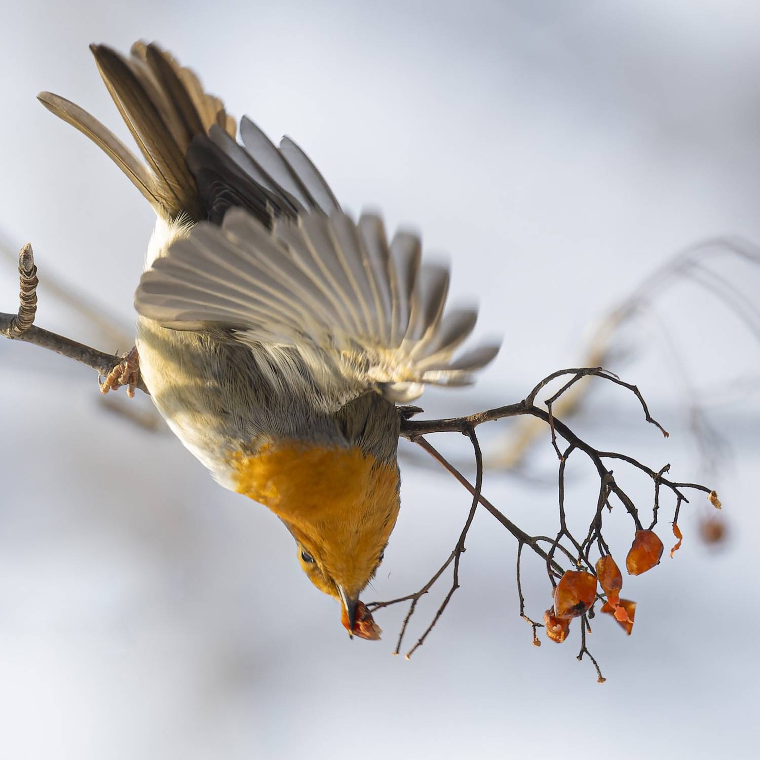малиновка, зарянка, птицы, рябина, Ruslan Pl