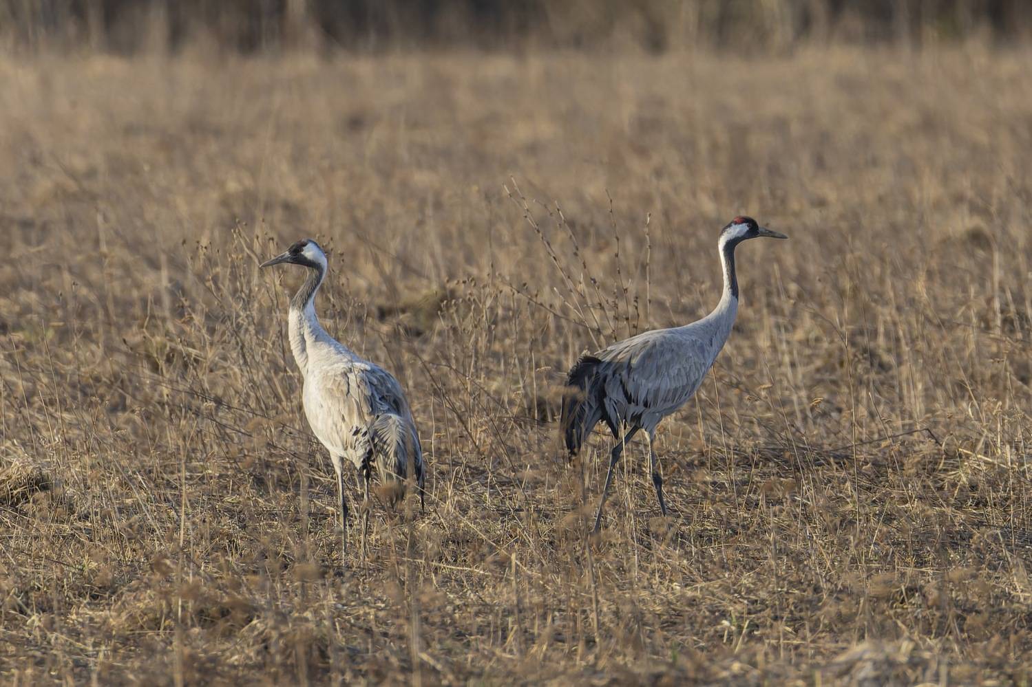серый журавль, журавль, птицы, Ruslan Pl