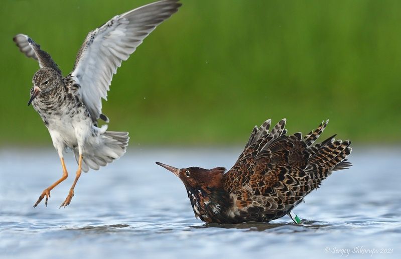 Парочка турухтанчиков фото превью