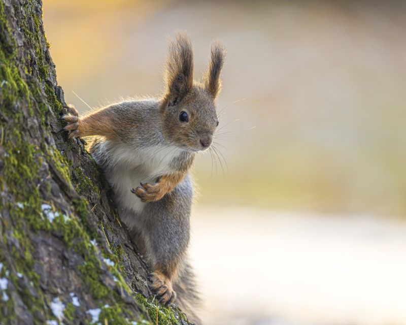 белка, белочка  фото превью