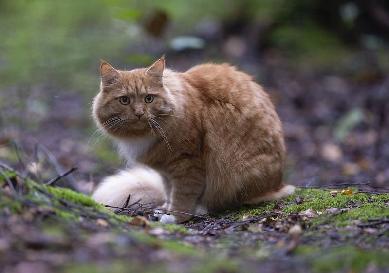 Рыжий наблюдатель природы фото превью