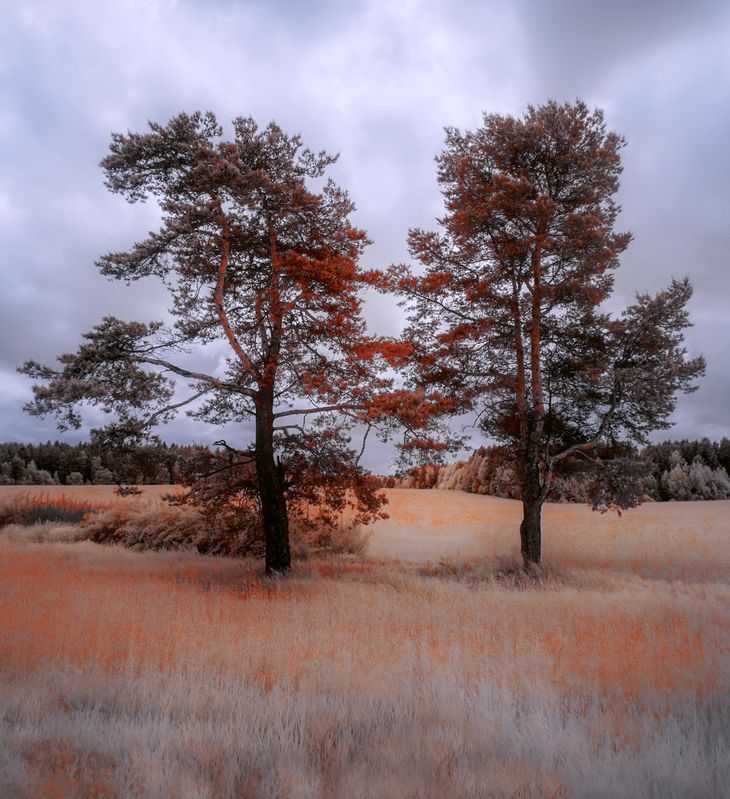 infrared, ик-фото, инфракрасное фото, инфракрасная фотография, пейзаж, лето Together forever фото превью