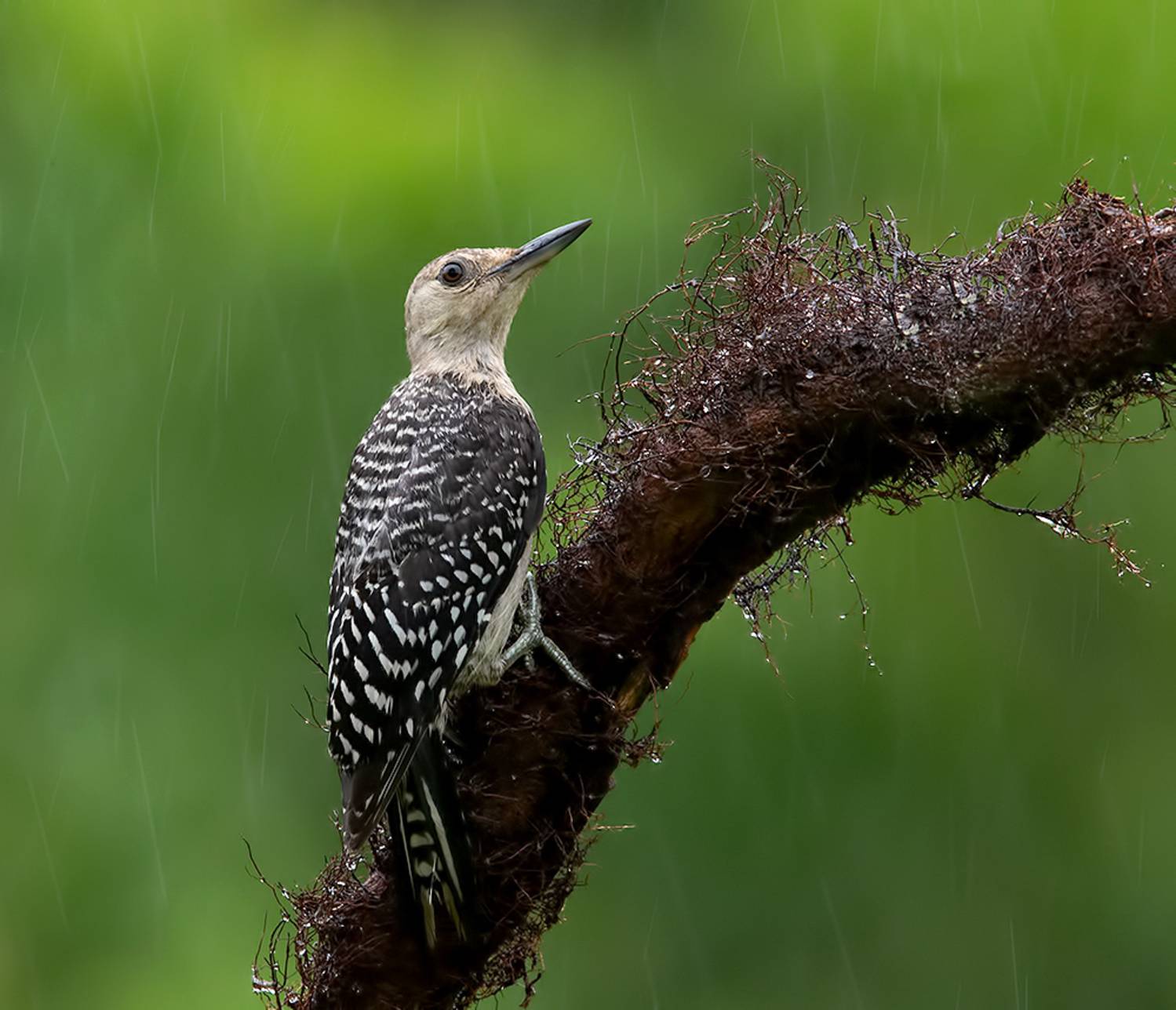 дятел, каролинский меланерпес, red-bellied woodpecker, woodpecker, дождь, rain, Etkind Elizabeth
