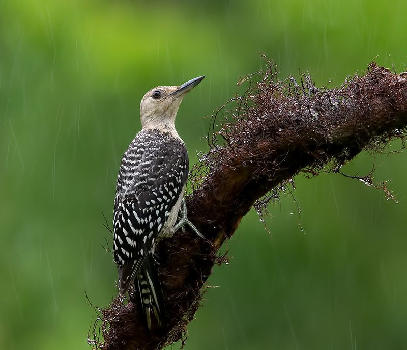 дятел, каролинский меланерпес, red-bellied woodpecker, woodpecker, дождь, rain Juvenile, Red-bellied Woodpecker. Молодой дятел - Каролинский меланерпес фото превью
