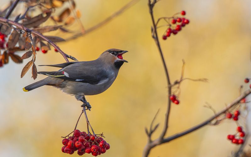 Осенние свиристели :) фото превью