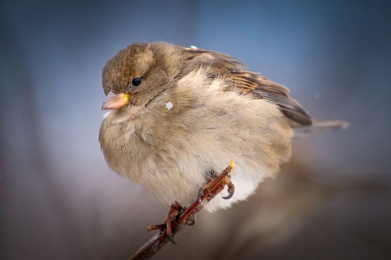 Снежинка. фото превью