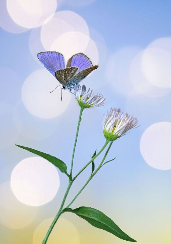 Голубянка фото превью