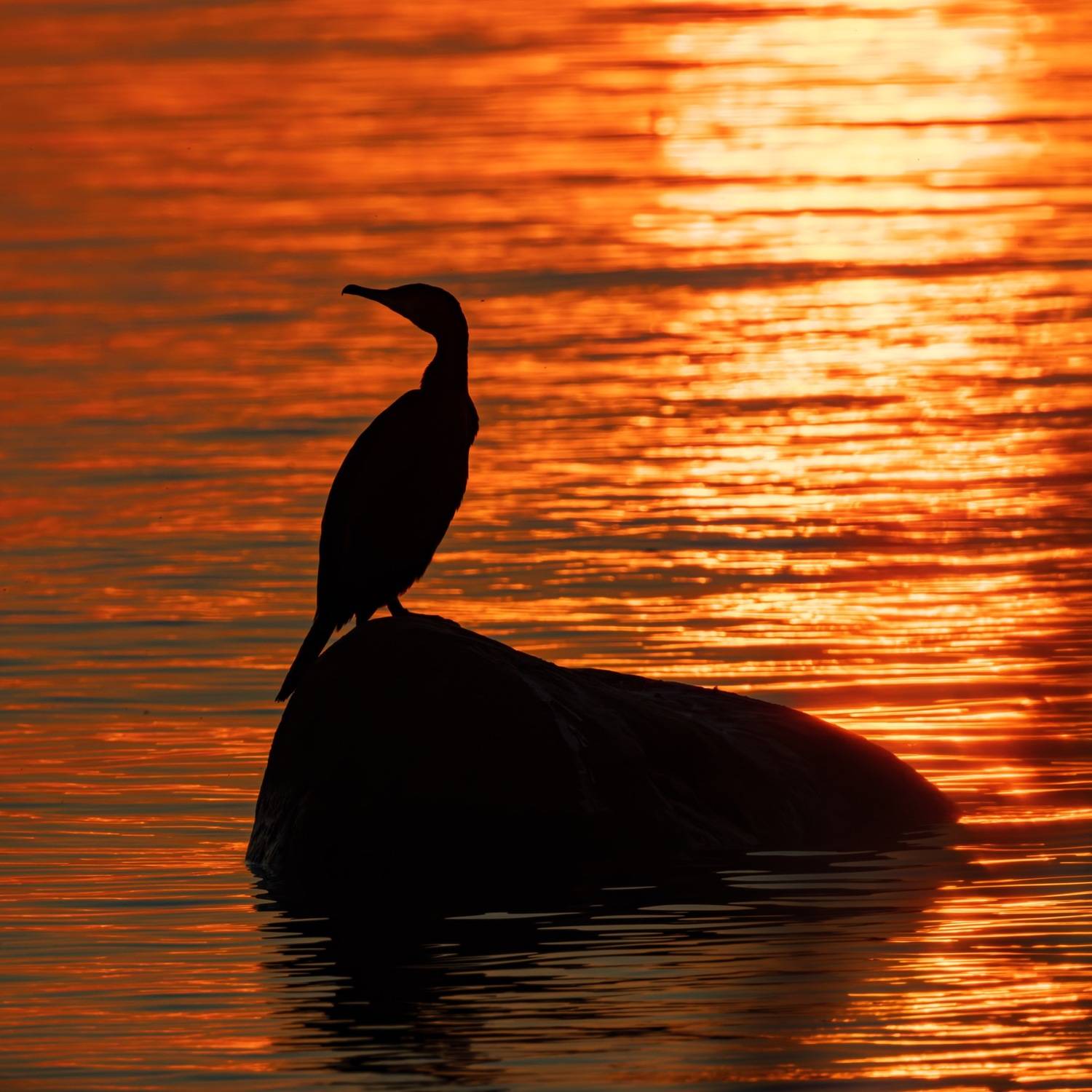 баклан, закат, финский залив, птицы, силуэт, Ruslan Pl