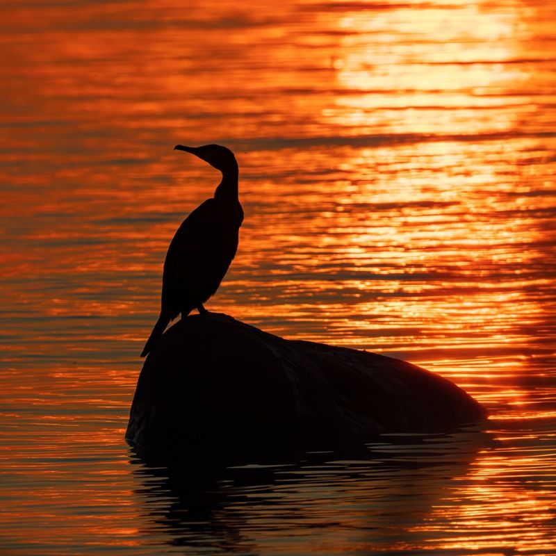 баклан, закат, финский залив, птицы, силуэт Пылающий баклан фото превью