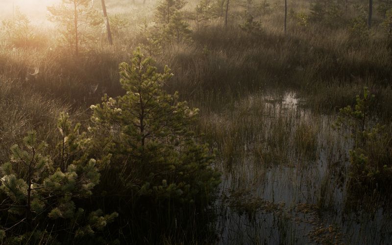 Август 2025.  фото превью