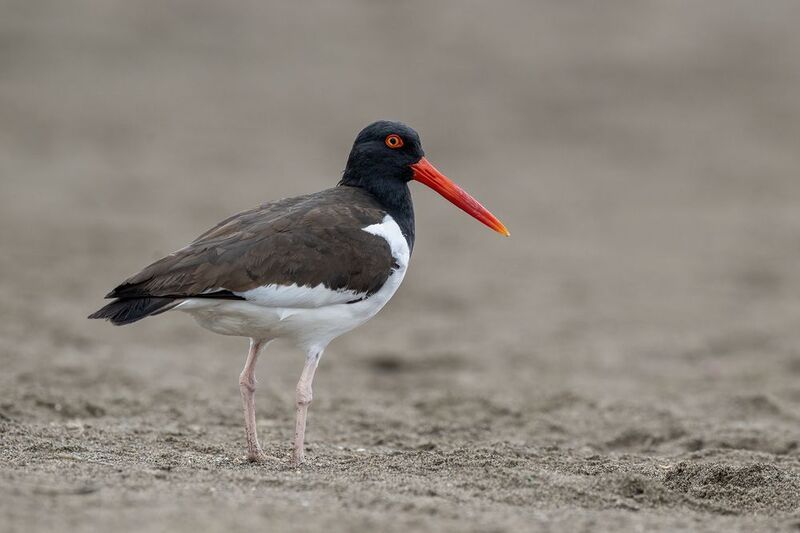 American Oystercatcher фото превью