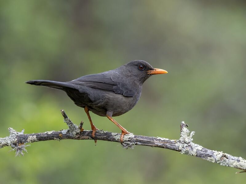 Great Thrush фото превью