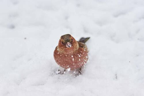 Зяблик