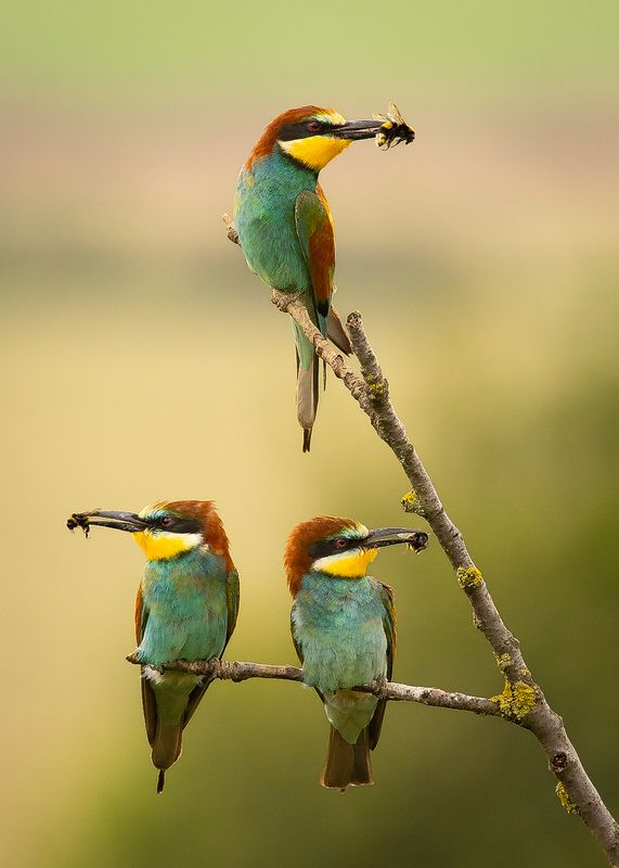 Bee-eater фото превью