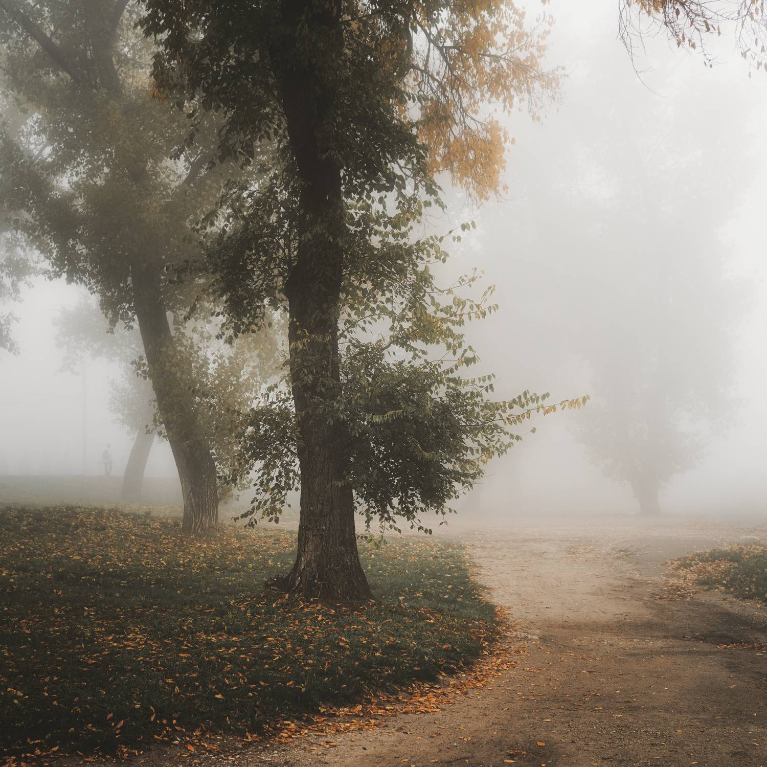 туман, утро, осень, парк, деревья, туманное утро, пейзаж, тишина, туман в парке, листья, природа, атмосфера, дорога, человек в тумане, мягкий свет, утренний туман, настроение, осенний пейзаж, покой, одиночество, мист, fog, morning, autumn, mood, nature, c, Сухенко Олег