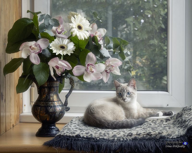 котики, котята, домашние животные, букет, орхидеи Голубоглазый любитель цветов фото превью